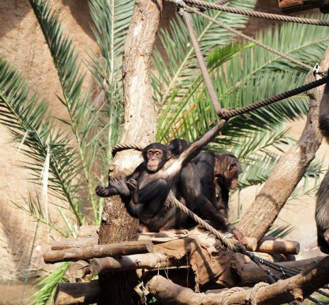 Zoo Leipzig - Schimpansenjungtier in Pongoland © Zoo Leipzig