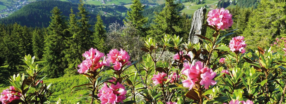 Almrosenzeit in der Wildschönau 