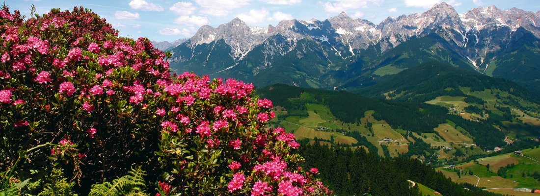 Hochkönigs Bergreich - Alpenrosenblüte - Almrosenblüte