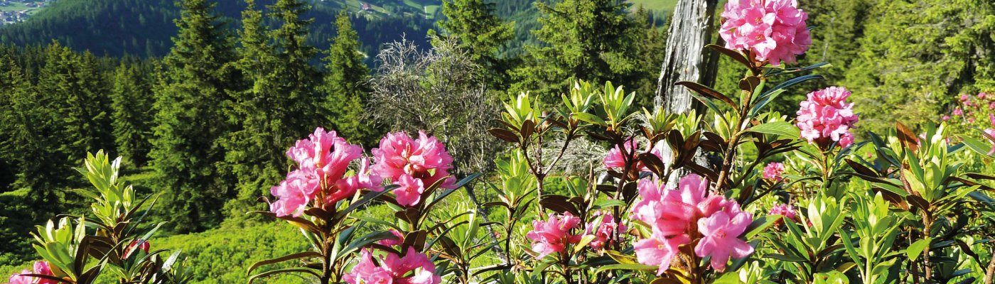 Almrosenzeit in der Wildschönau 