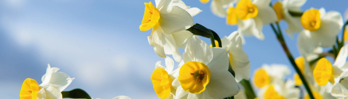 Narzissen - Osterglocken