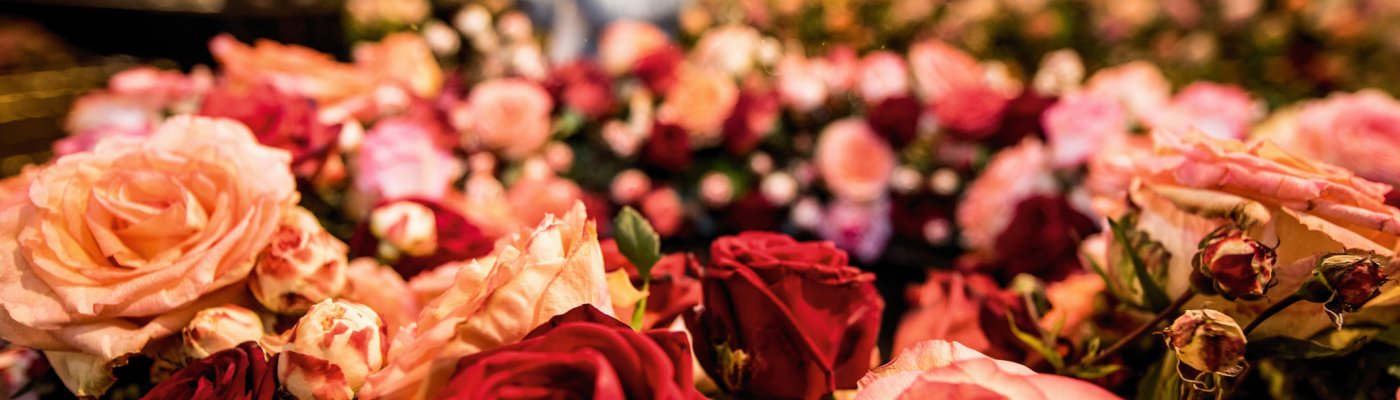 Steinfurther Rosenfest - Rosenschau