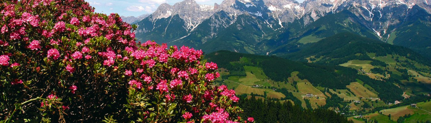 Hochkönigs Bergreich - Alpenrosenblüte - Almrosenblüte