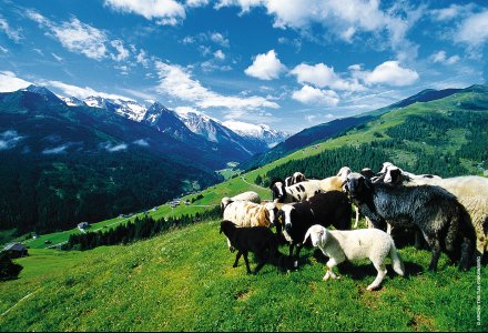 Bergschafe im Zillertal © Archiv TVB Tux Finkenberg