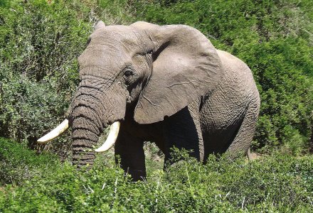 Elefant © Steve - fotolia.com