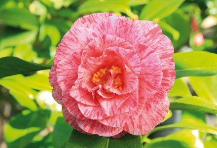 Kamelienblüte © criosdan-fotolia.com