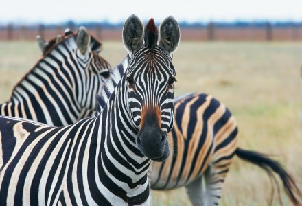 Zebras &copy; Oleg Budzan - Fotolia.com