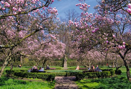 Magnolienhain  - Park Schöntal © Kongress- u. Touristikbetriebe d. Stadt Aschaffenburg/T. Benzin
