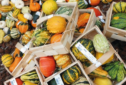 Zierkürbisse © Gerhard Seybert-stock.adobe.com