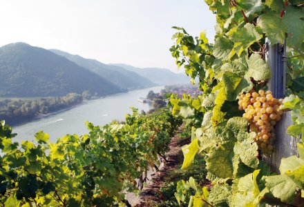 Weinberge in der Wachau © Niederösterreich-Werbung/weinfranz.at