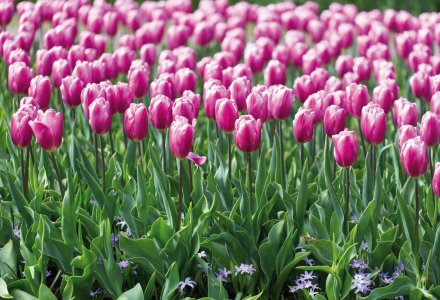Tulpenmeer auf dem Keukenhof © Julia Hermann-fotolia.com