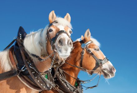 Pferdegespann &copy; mma23-stock.adobe.com