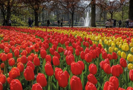 Auf dem Keukenhof &copy; Keukenhof