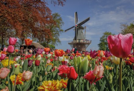 Windmühle auf dem Keukenhof © Keukenhof 