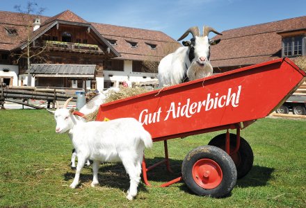 Willkommen auf Gut Aiderbichl &copy; Gut Aiderbichl