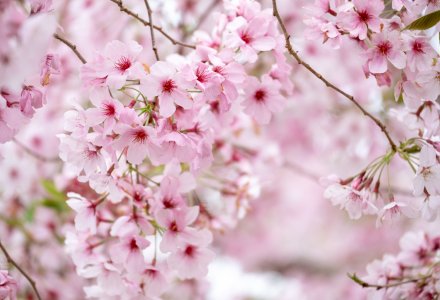 Kirschblüte © Catherine - stock.adobe.com