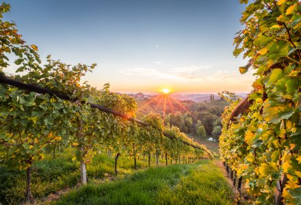 in den Weinbergen in der Steiermark © christophstoeckl - stock.adobe.com