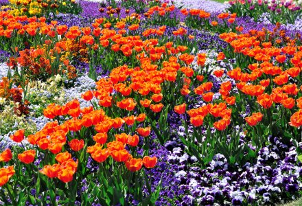 Tulpenmeer © fix2web - Fotolia