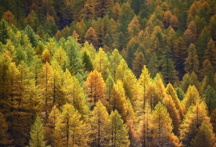 Herbstwald © marcobarone - stock.adobe.com