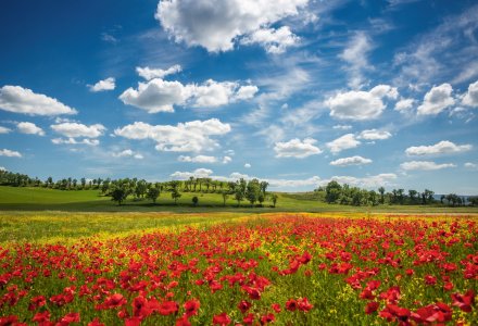 Mohnblüte in der Toskana © PawelUchorczak - stock.adobe.com