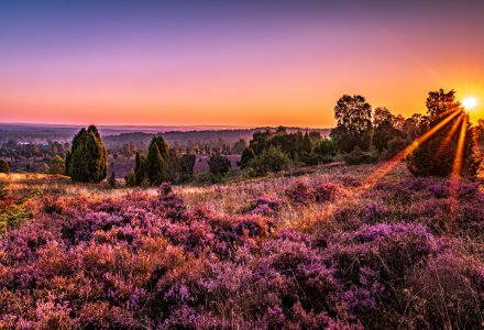 Lüneburger Heide © Steffi - stock.adobe.com