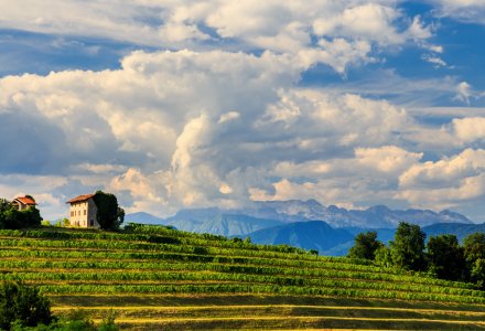 Weinbauregion Collio &copy; zakaz86 - stock.adobe.com
