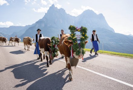 Almabtrieb Compatsch - Kastelruth © TV Seiser Alm/Fabian Dalpiaz