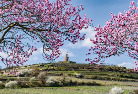 Mandelblüte in der Pfalz &copy; Barbara - stock.adobe.com