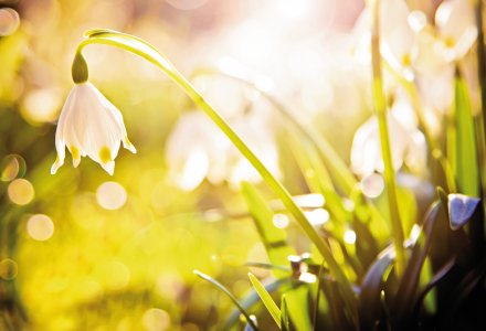 Märzenbecher © Fotimmz-fotolia.com