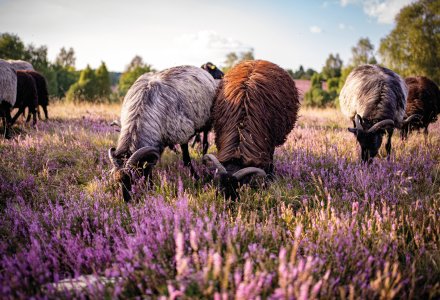 Heidschnucken in der Lüneburger Heide © creatino - stock.adobe.com