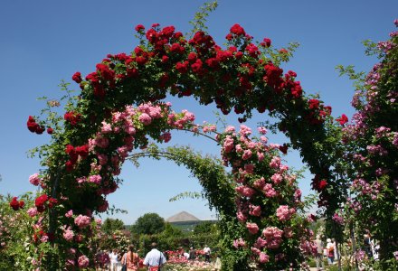 Rosenblüte im Europa Rosarium Sangerhausen © Rosenstadt Sangerhausen GmbH